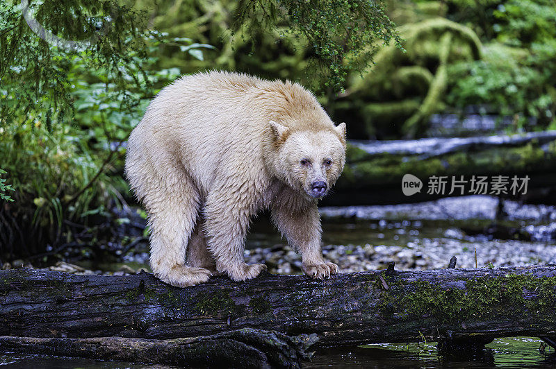 柯莫德熊(Ursus americanus kermodei)，也被称为“白灵熊”或“鬼熊”，是生活在不列颠哥伦比亚省中部海岸的美国黑熊的一个亚种。